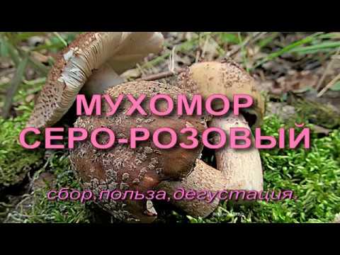 Мухомор серо - розовый! Сбор и приготовление.