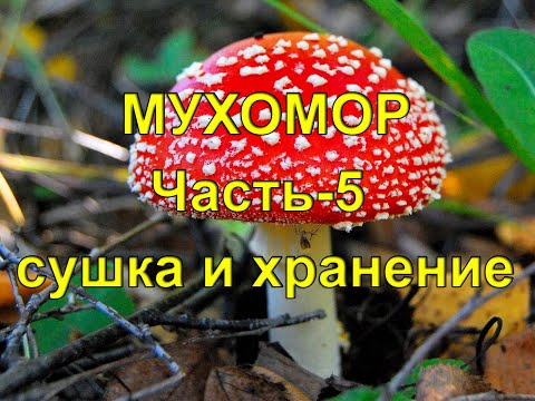 Мухомор. Часть 5. Сушка и хранение