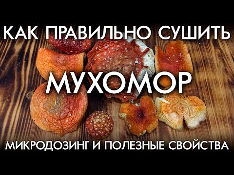 КАК ПРАВИЛЬНО СУШИТЬ МУХОМОР / МИКРОДОЗИНГ И ПОЛЕЗНЫЕ СВОЙСТВА