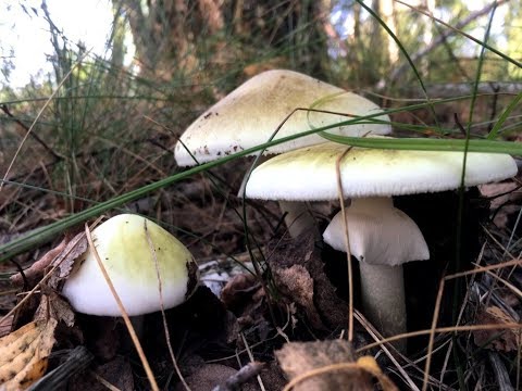 БЛЕДНАЯ ПОГАНКА Amanita phalloides. Как выглядит Бледная поганка и где растет?